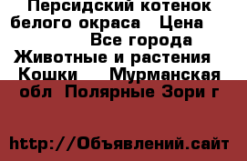 Персидский котенок белого окраса › Цена ­ 35 000 - Все города Животные и растения » Кошки   . Мурманская обл.,Полярные Зори г.